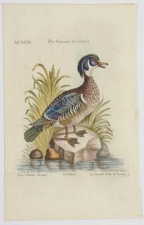 Appraisal: After Mark Catesby British - Summer Duck T XCVII from