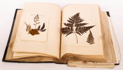 Appraisal: A Victorian Fern Book containing examples from the South Sea