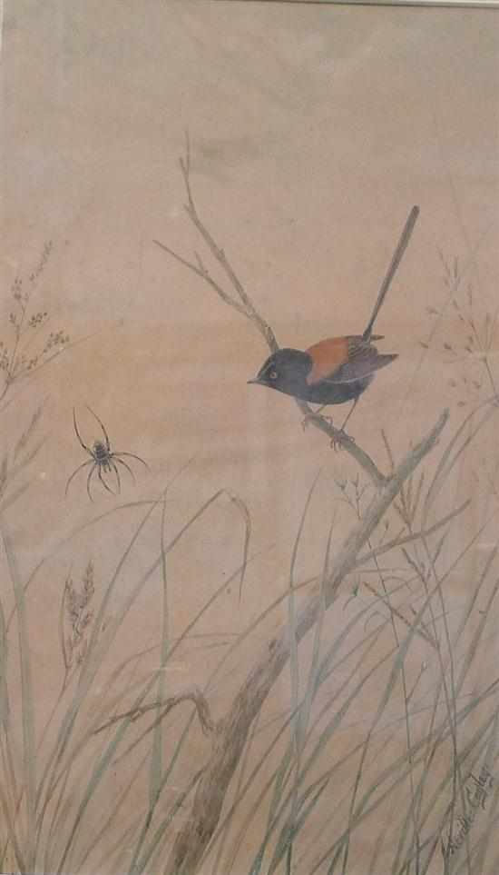 Appraisal: NEVILLE CAYLEY RED BACK WREN WATERCOLOUR