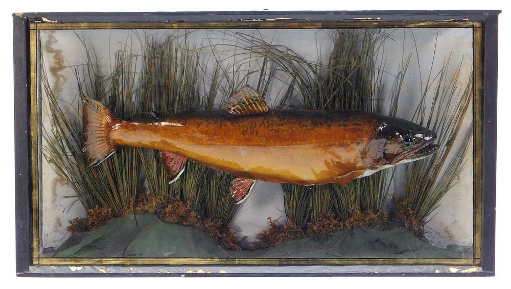 Appraisal: Taxidermy Brook Trout w Display Case United States th Century