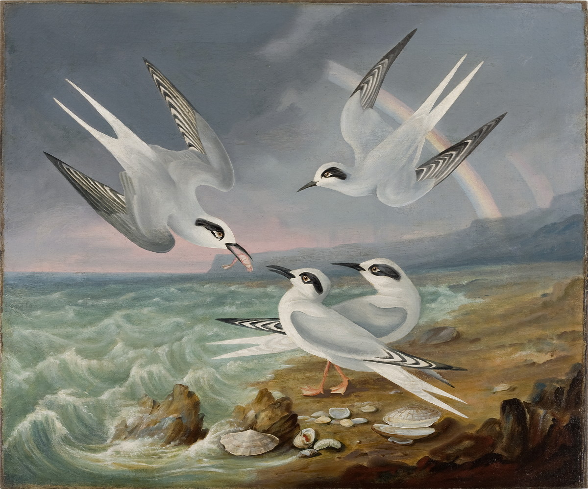 Appraisal: ROBERT HAVELL JR ANGLO AMERICAN - TERNS AT THE SHORE