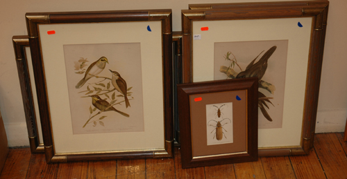 Appraisal: GROUP OF FOUR FRAME BROINOWSKI BIRD PRINTS WITH ONE INSECT