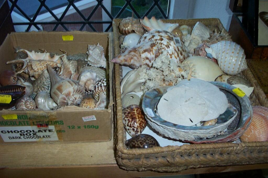 Appraisal: A quantity of decorative tropical and other shells coral etc