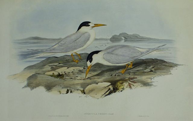 Appraisal: Australian Little Tern Sternula Nereis