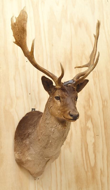 Appraisal: TAXIDERMIED RED DEER HEAD CM APPROXIMATELY HIGH TAXIDERMIED RED DEER