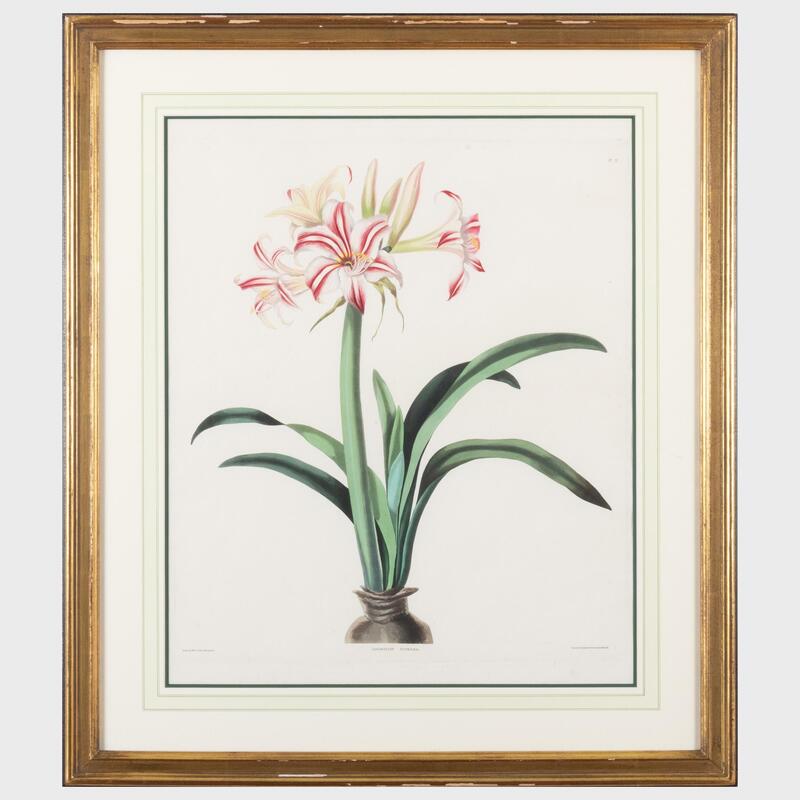 Appraisal: After Priscilla Bury - Crinum Peduculato-Zeylanicum and Amaryllis Superba Two