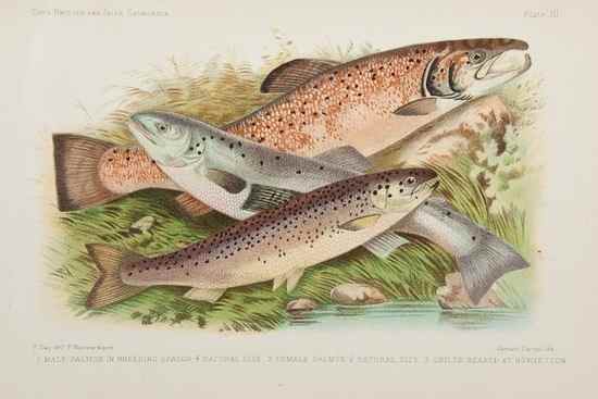 Appraisal: Day Francis British and Irish Salmonidae lithographed and chromolithographed plates