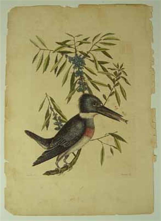 Appraisal: Catesby Mark Kingfisher From The Natural History of Carolina Florida