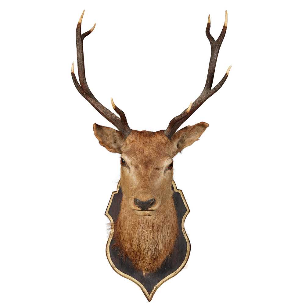 Appraisal: Y TAXIDERMY STAG'S HEAD TROPHY MOUNT EARLY TH CENTURY eight