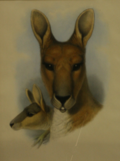 Appraisal: John Gould - Osphranter Antilopinus Red Wallaroo lithograph inscribed 'J