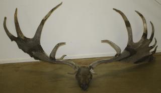 Appraisal: Rare Prehistoric Irish Elk antlers and skull Megalocerus Gigangeus late