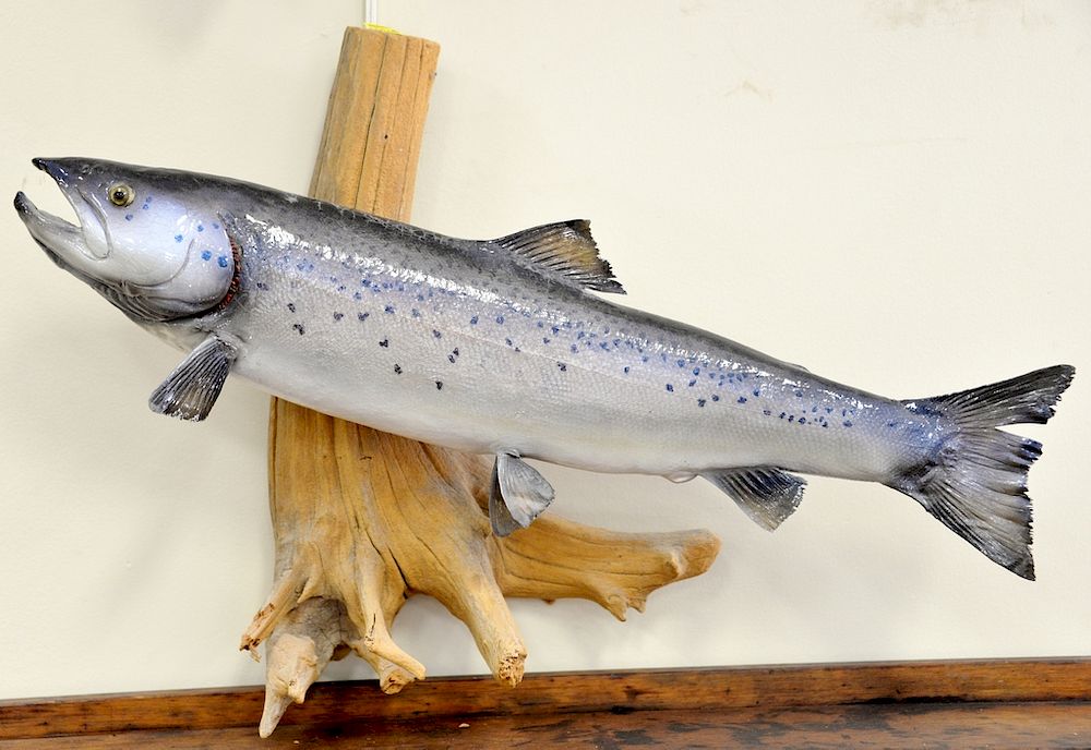 Appraisal: Group of five salmon and trout mounts fish lg in