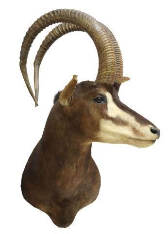 Appraisal: Large Sable Antelope shoulder taxidermy trophy mount approx h w