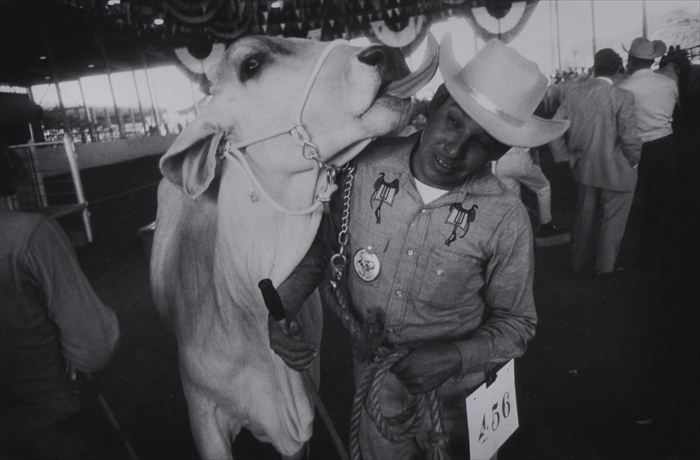 Appraisal: GARRY WINOGRAND - RODEO MAN AND THE COW Gelatin silver