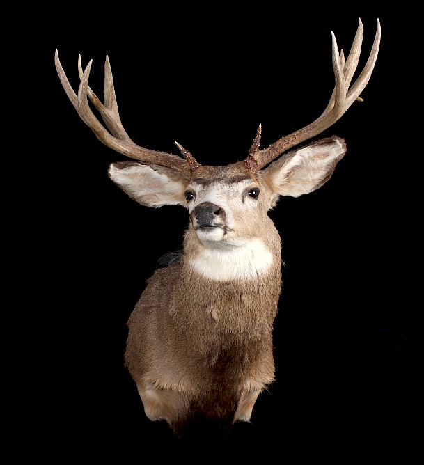 Appraisal: Trophy Montana Mule Deer Shoulder Mount Featured in this lot