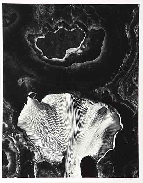 Appraisal: Fungus Ipswich Connecticut by Paul Caponigro Paul Caponigro American b