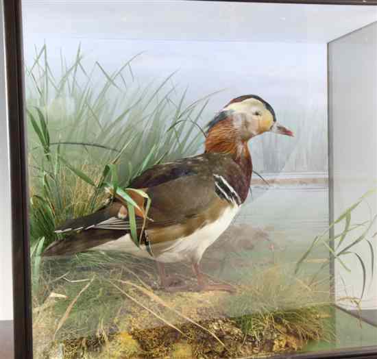 Appraisal: A cased taxidermic mandarin duck in naturalistic case with paper