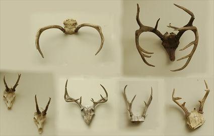 Appraisal: Assorted Skull and Rack Specimens Largest in