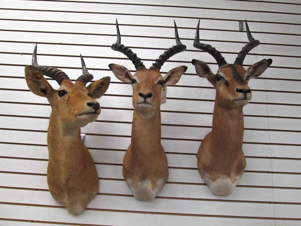 Appraisal: THREE AFRICAN ANTELOPE TAXIDERMY MOUNTS two Impala from Angola one