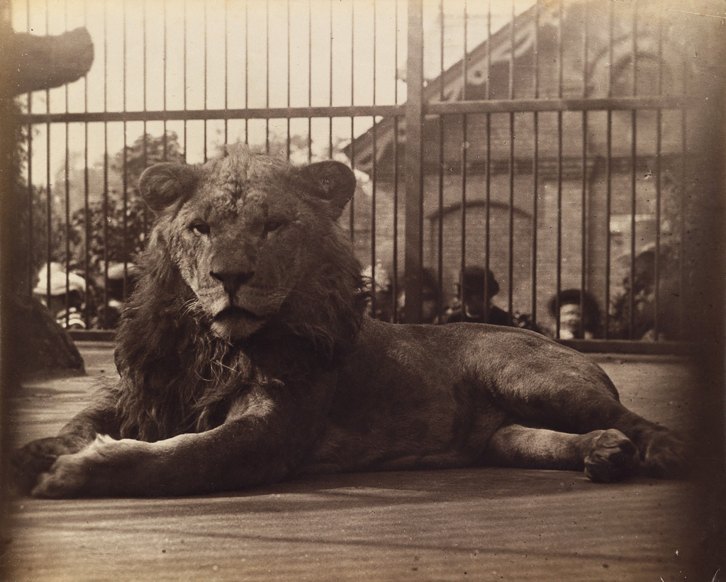 Appraisal: HENRY DIXON SON active - s Lion at the London