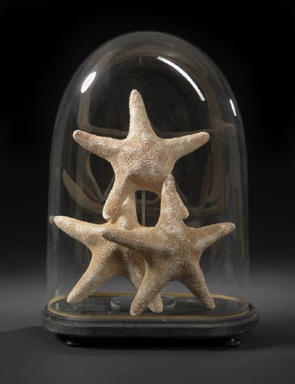 Appraisal: Trio of Large Starfish Specimens mounted in a Napoleon III