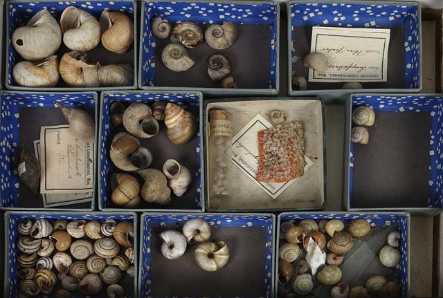 Appraisal: THREE VARIOUS DISPLAY CASES displaying various sea shells together with