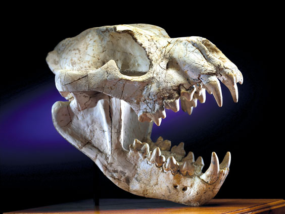 Appraisal: GIANT FOSSIL HYENA SKULL Dinocrocuta gigantea Miocene Gansu province Guanghe