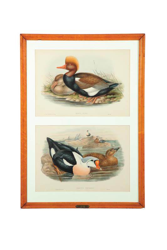 Appraisal: PAIR OF DUCK LITHOGRAPHS BY JOHN GOULD ENGLISH - Two