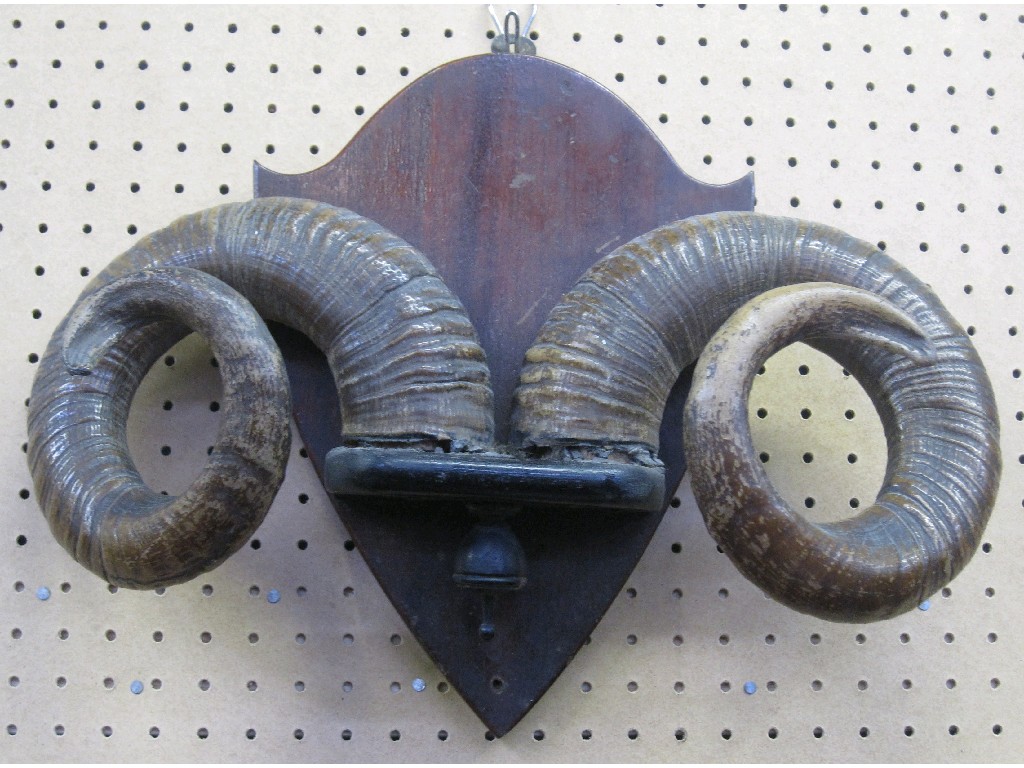 Appraisal: Pair of wall mounted ram's horns