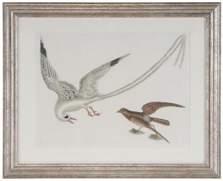 Appraisal: Mark Catesby British - Red-billed Tropick Bird and Storm Petrel