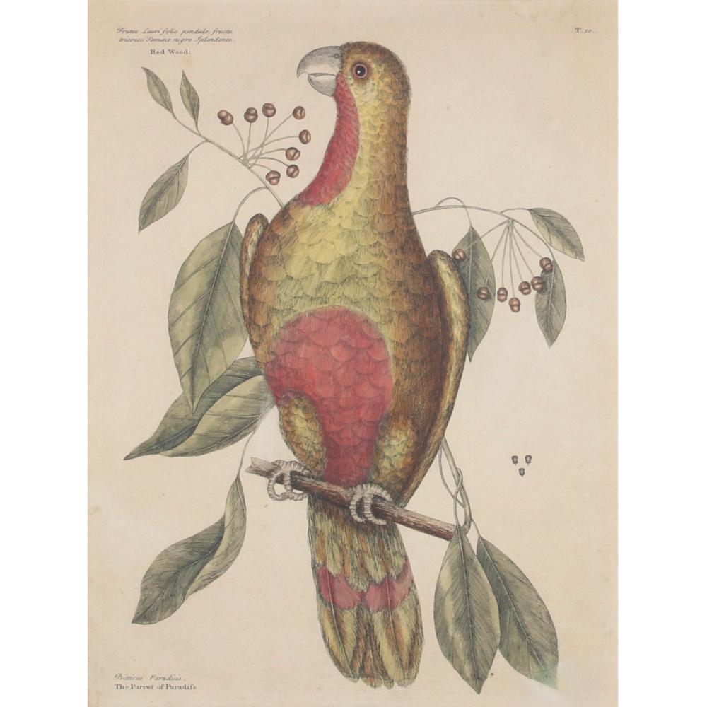 Appraisal: CATESBY VOL PL THE PARROT OF PARADISE OF CUBA ORIGINAL