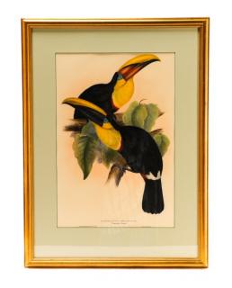 Appraisal: John Elizabeth Gould Swainson's Toucan John British - and Elizabeth