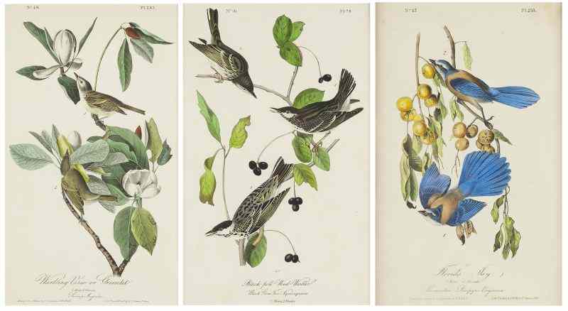 Appraisal: Three Lithographs after John James Audubonhand colored from a J