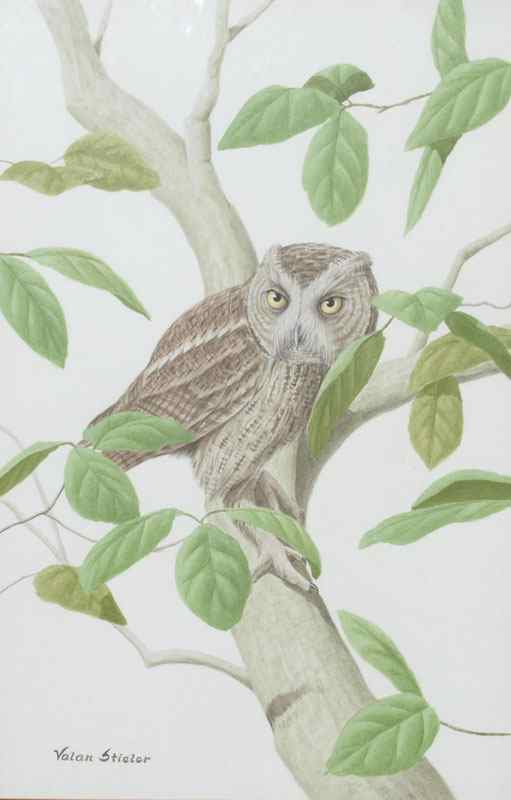 Appraisal: STIELER Valan American th Century ''Screech Owl'' Watercolor sight size