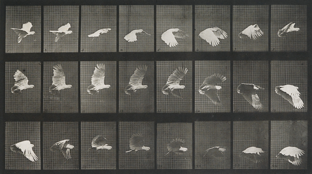 Appraisal: EADWEARD MUYBRIDGE - Bird in flight plate from Animal Locomotion