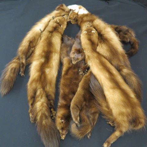 Appraisal: Natural Mink Wraps