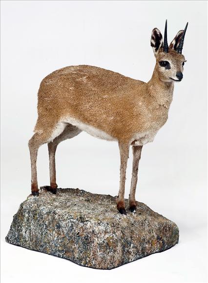 Appraisal: A freestanding klipspringer antelope modelled on a naturalistic base cm