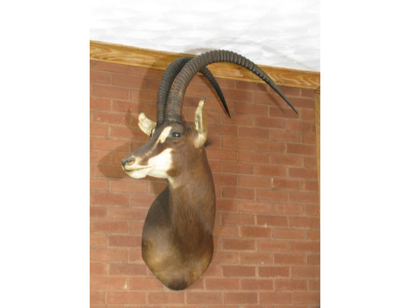 Appraisal: Mounted African Trophy Rare Giant Sable Antelope approx