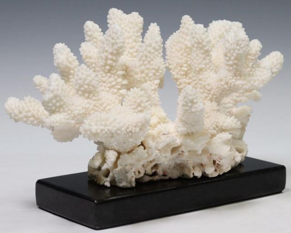 Appraisal: Cat's paw coral cluster Solomon Islands mounted on black marble