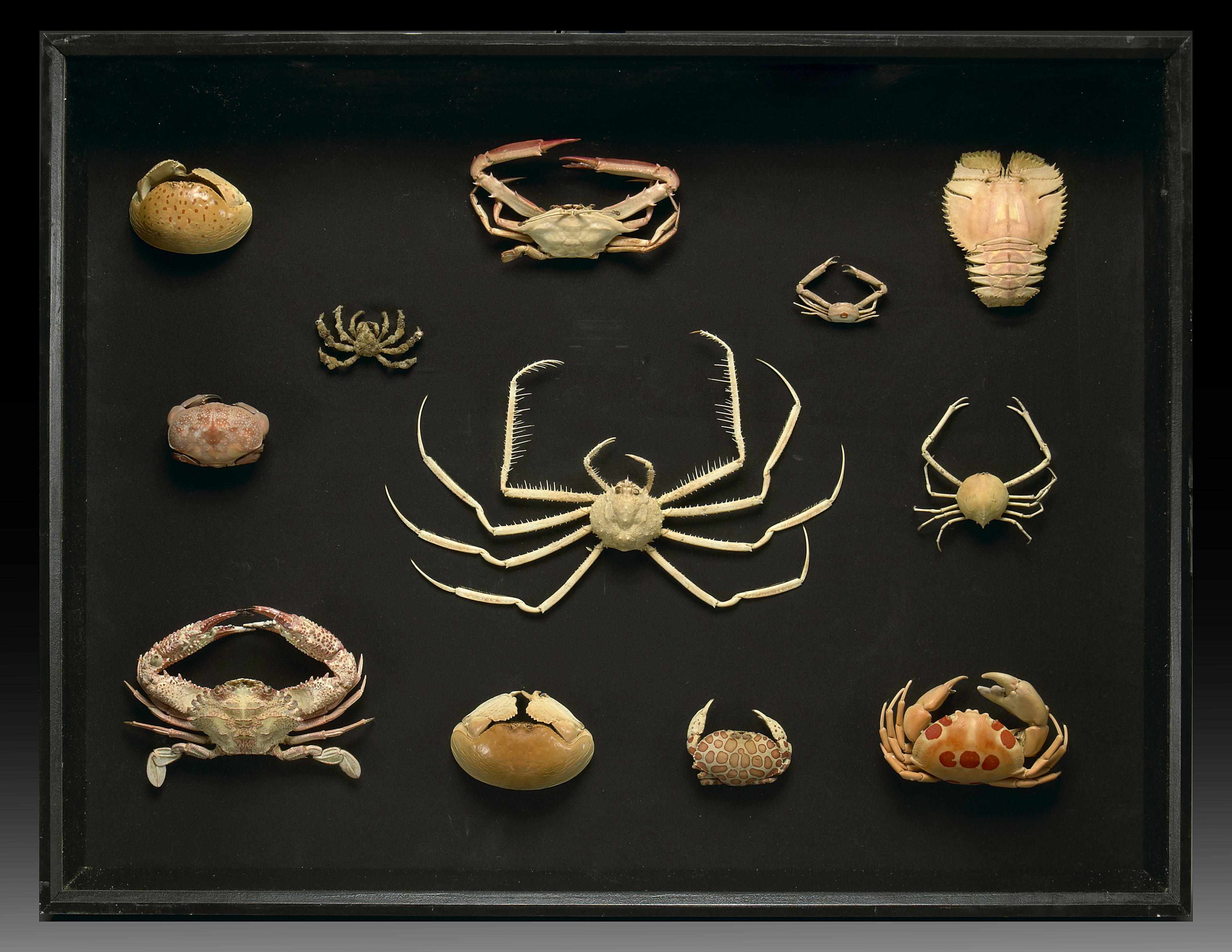 Appraisal: Framed Collection of Crustaceans PhilippinesAn impressive collection consisting of a