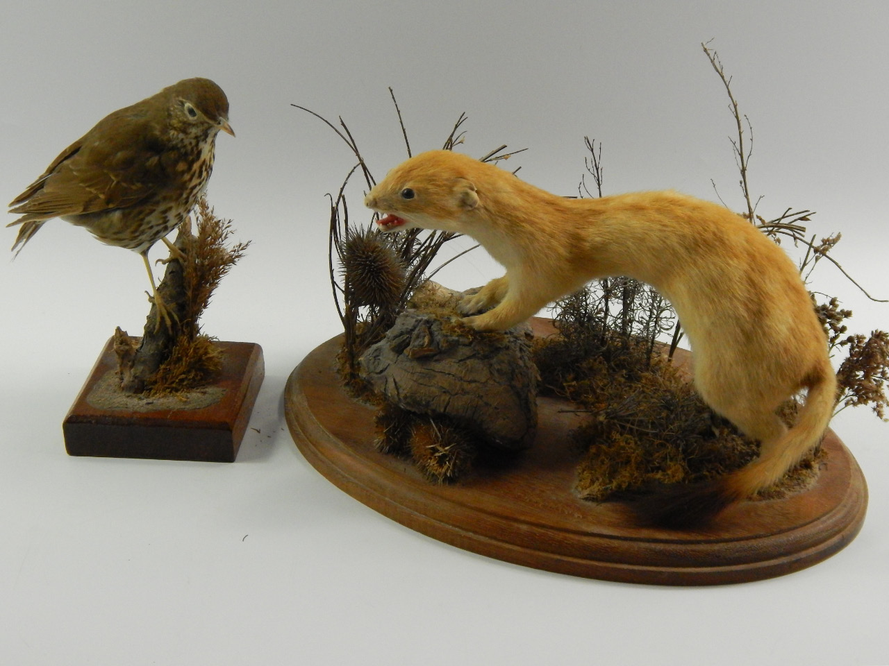 Appraisal: Taxidermy a Stoat and a Thrush raised on wooden bases