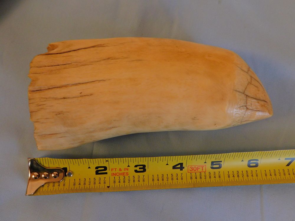 Appraisal: ANTIQUE RAW WHALE TOOTH Antique raw whale tooth with cracks