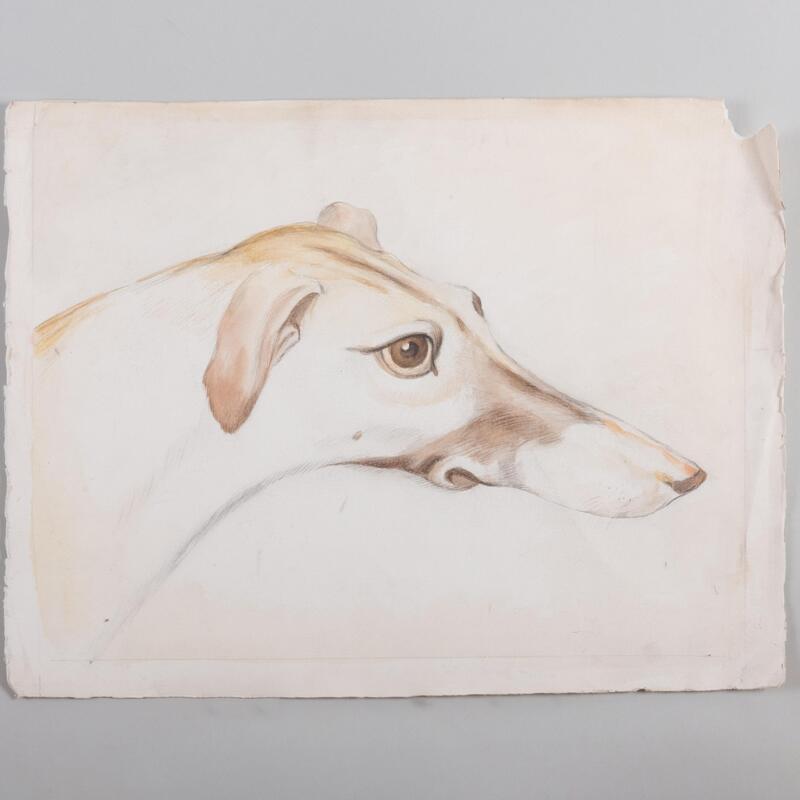 Appraisal: th Century School Portrait of a Greyhound Pencil and watercolor