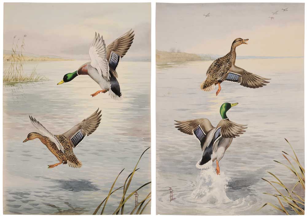 Appraisal: Boris Riab French Russian - two watercolors of mallard ducks