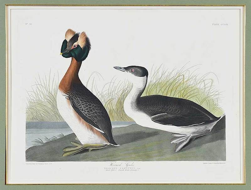 Appraisal: John James Audubon New York - Horned Grebe Pl CCLIX