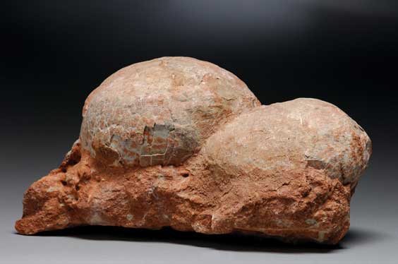 Appraisal: CLUTCH OF TWO DINOSAUR EGGS Clutch of two preserved dinosaur