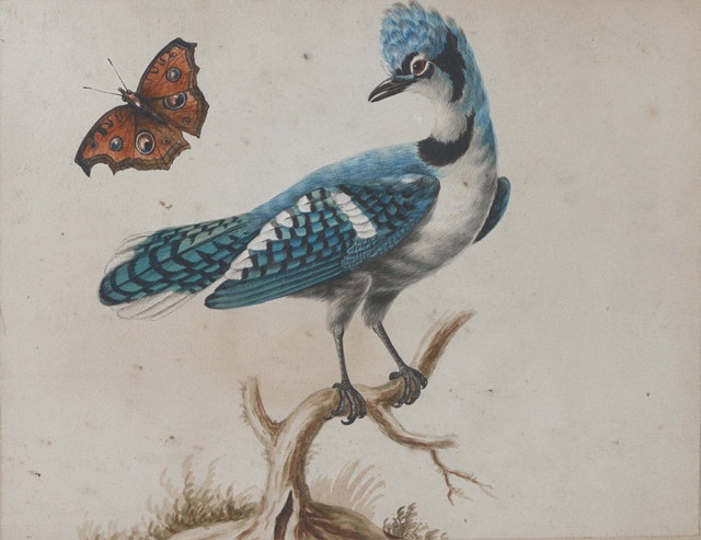 Appraisal: SARAH STONE C - A blue jay perched upon a