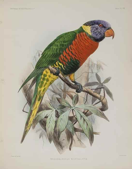 Appraisal: Voyage of H M S Challenger - Bird Plates Zoology