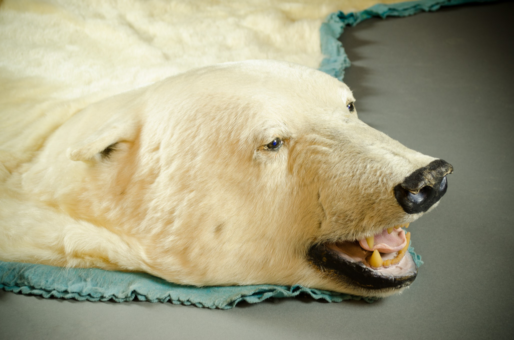 Appraisal: LARGE CANADIAN POLAR BEAR SKIN RUG WITH DOCUMENT ALBUM the