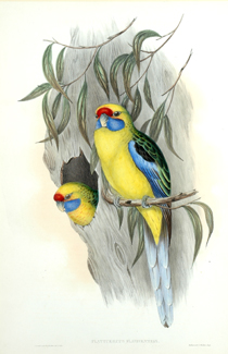 Appraisal: John Gould - Platycercus Flaviventris Yellow-Bellied Parrakeet lithograph plate no